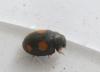 Platynaspis luteorubra